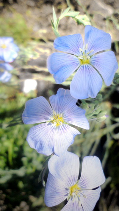 Blue Flax